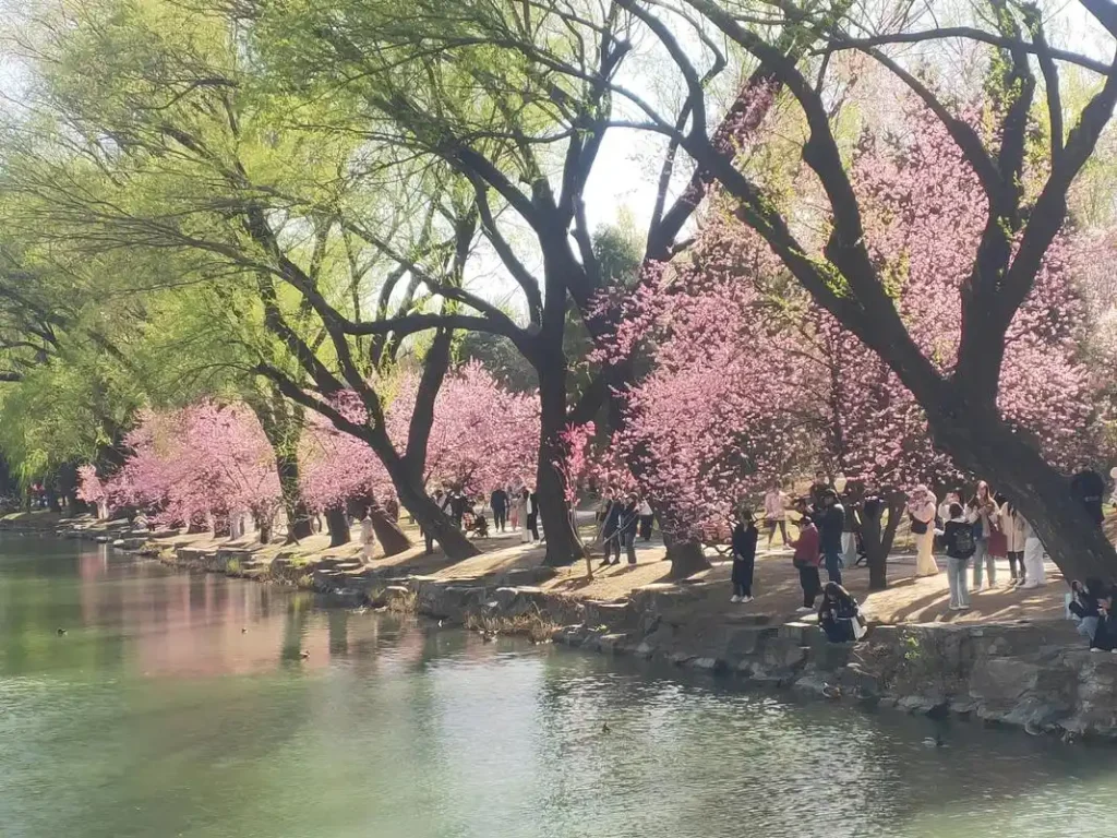 Spring at the Summer Palace
