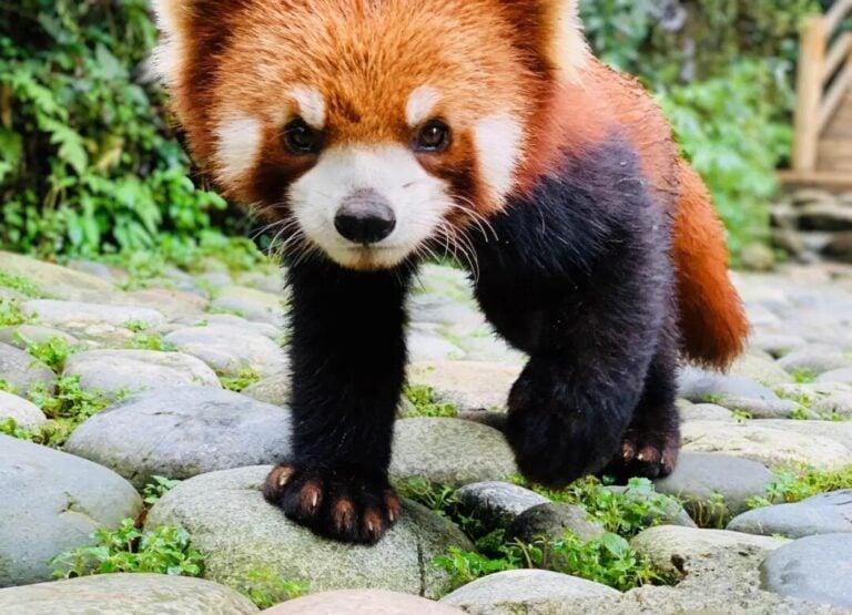 Panda Compaund Chengdu Panda Base Guide: Tickets, Tours & Panda Viewing Tips