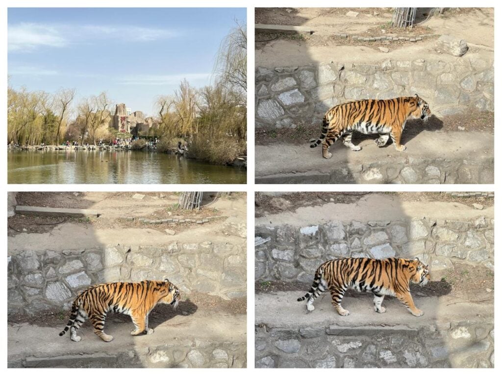 Tigres au zoo de Pékin