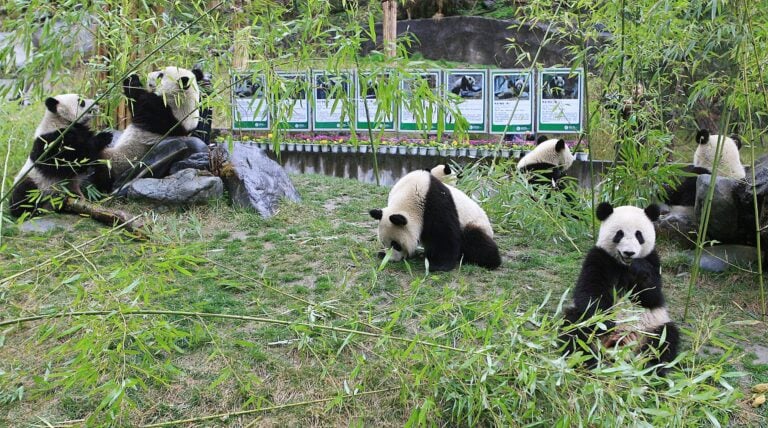 Base dei panda di Chengdu