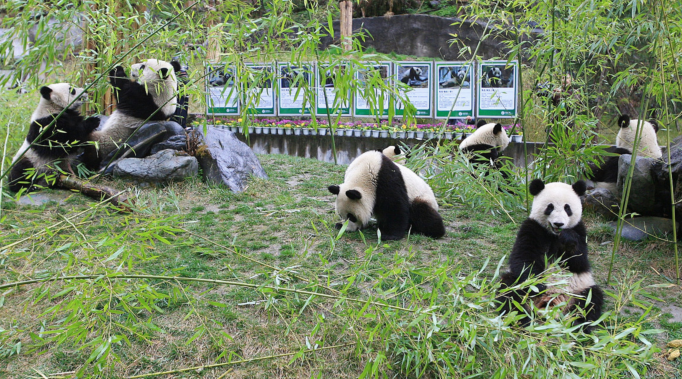chengdu panda base