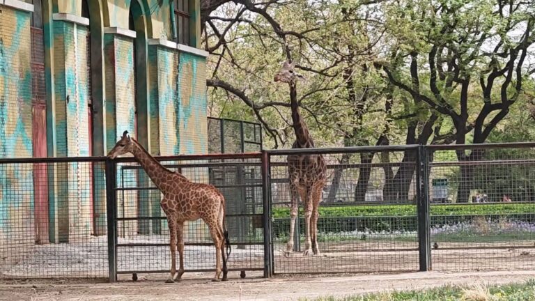 Beijing Zoo Guide: Tickets, Pandas, Attractions & Visitor Tips