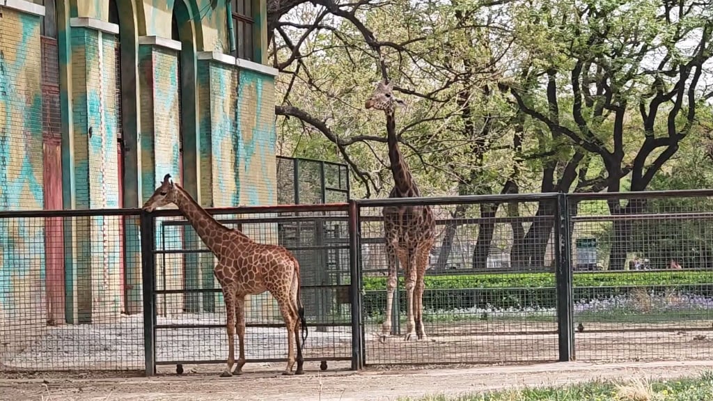 girafes du zoo de Pékin