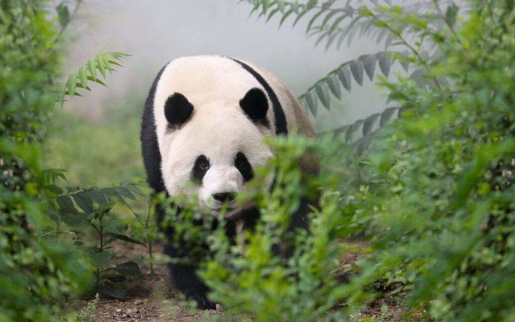 Panda géant Menglan