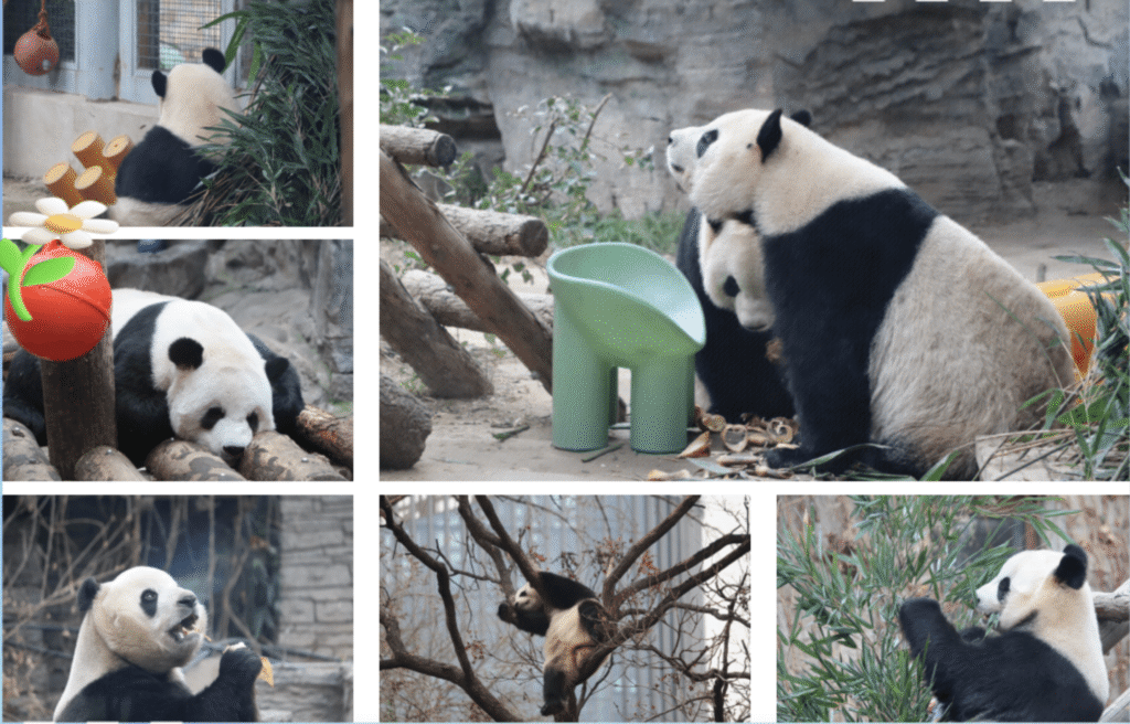 le panda géant