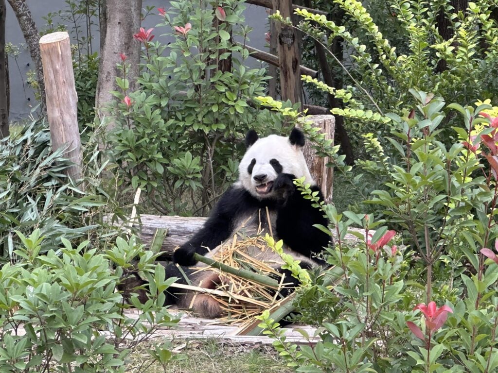 panda velká na pandí základně v Čcheng-tu