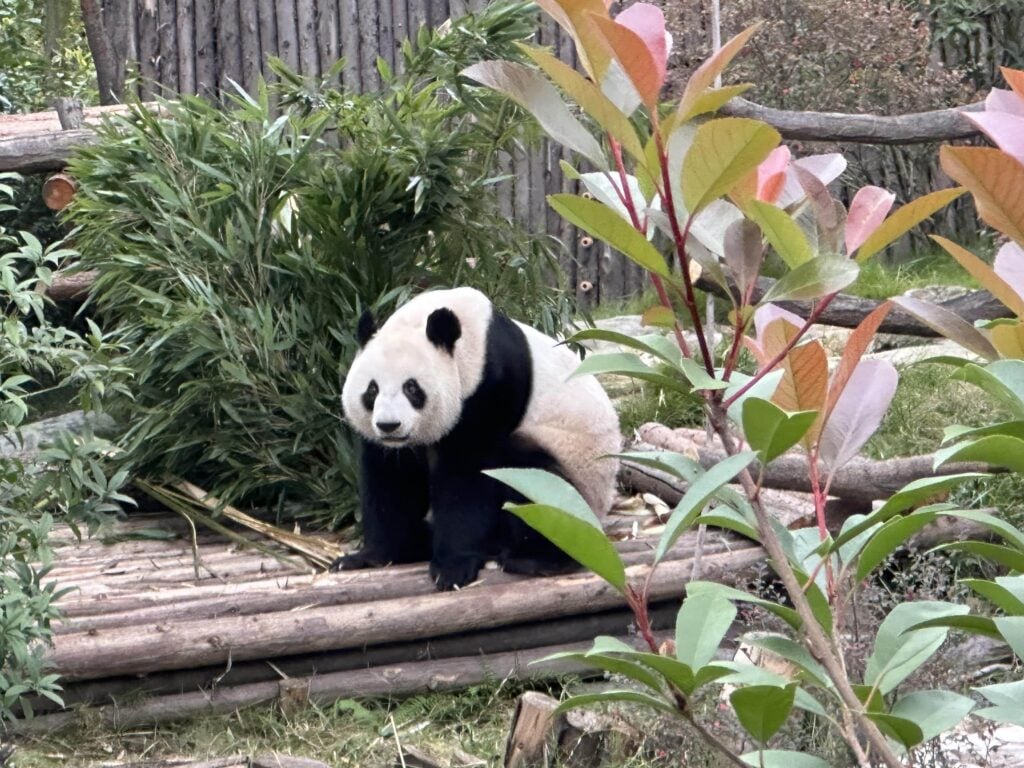 panda velká na pandí základně v Čcheng-tu