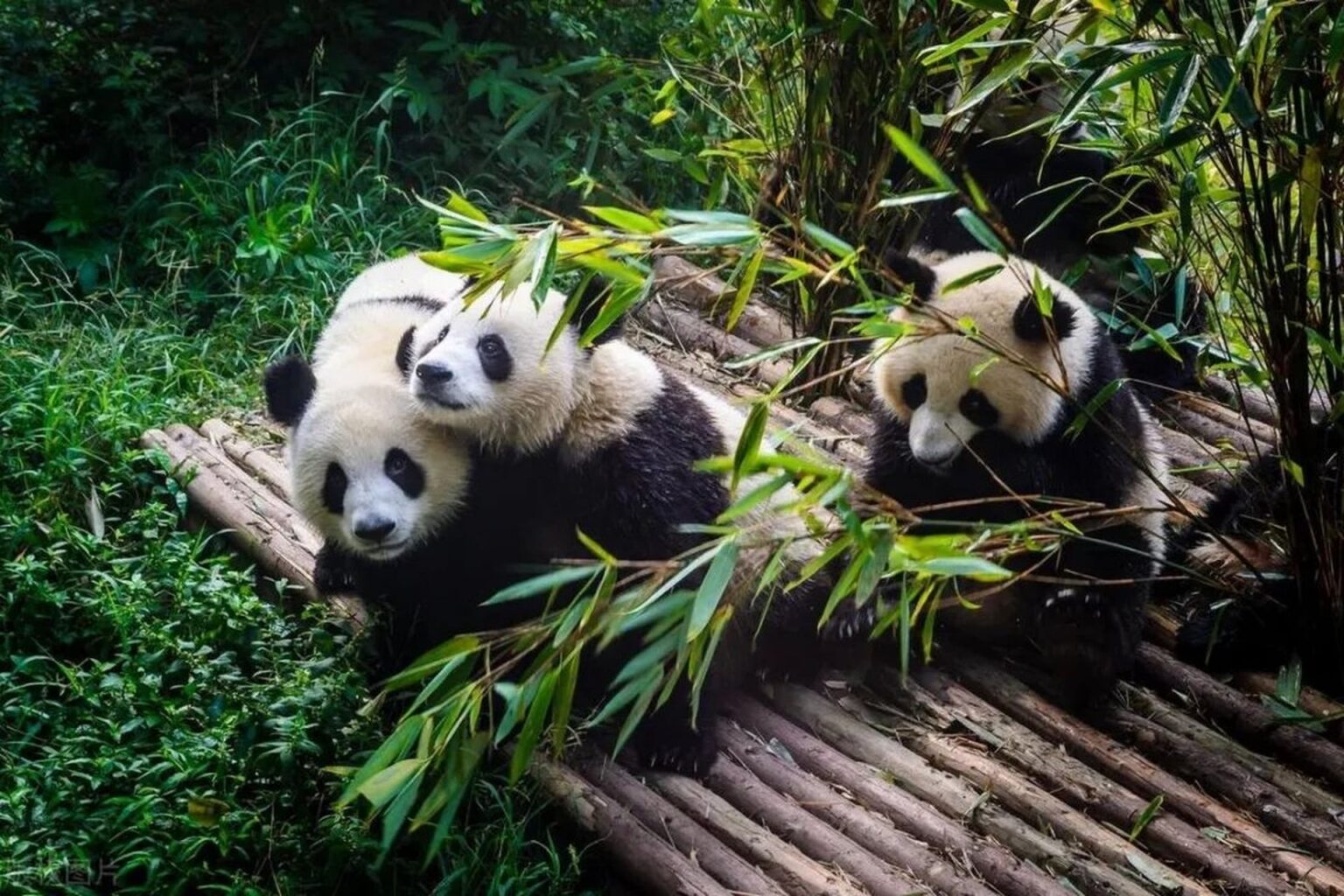 Chengdu Panda Base Guide Tickets Tours Panda Viewing Tips