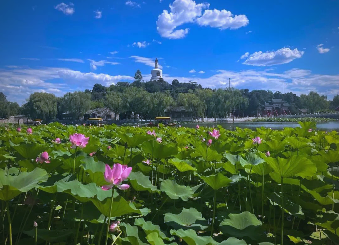 Lotosové květy v parku Beihai