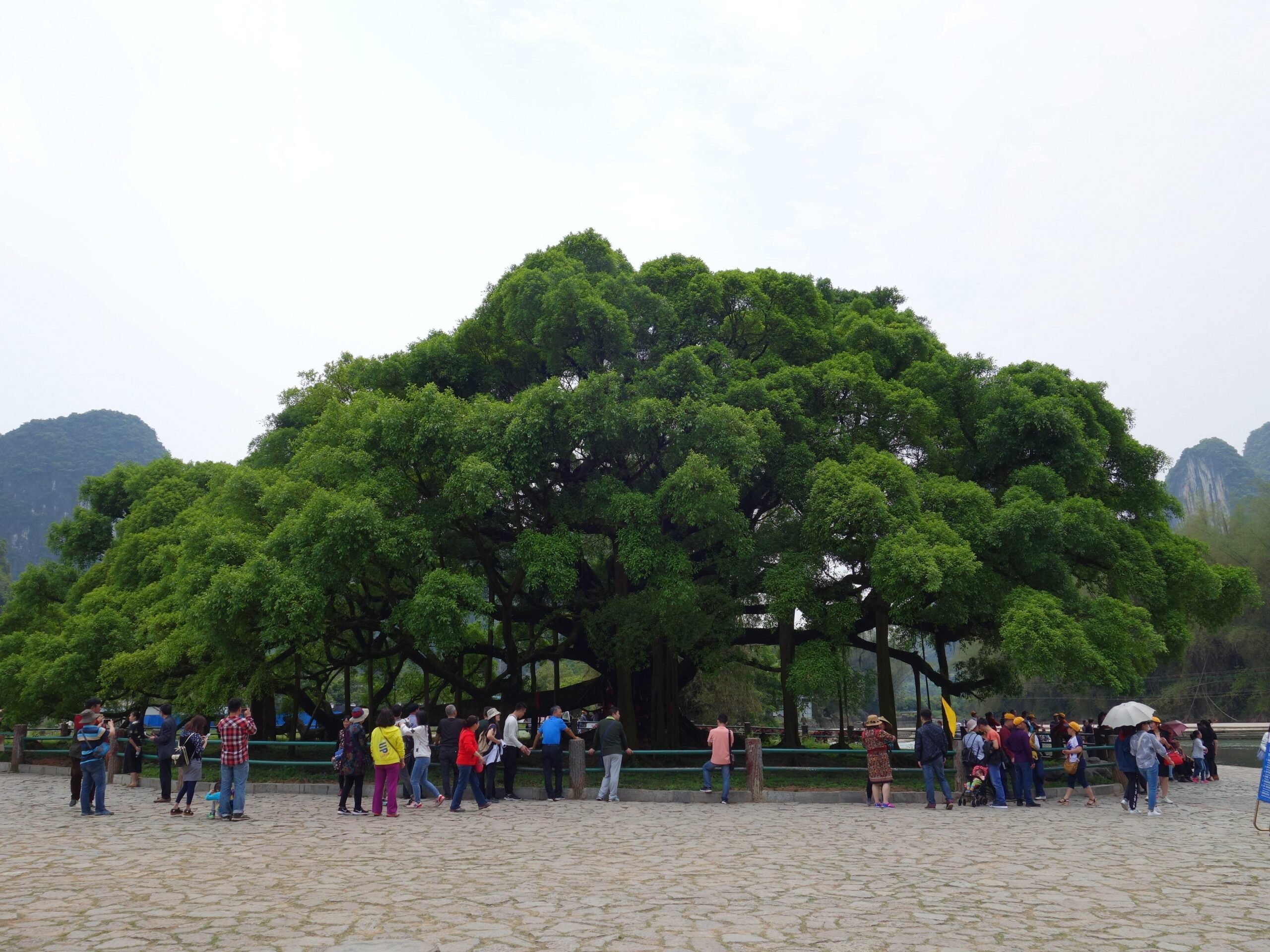 Yangshuo Big Banyan Tree