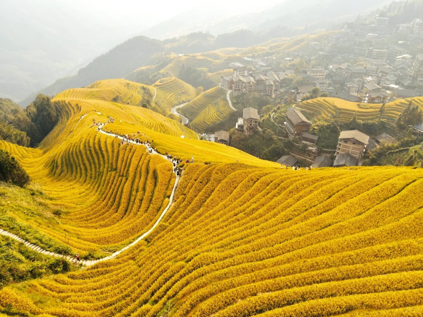 Terrazze di riso di Guilin Longji in autunno