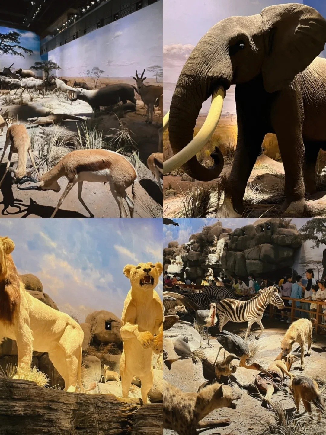"Exposition "Into Africa
