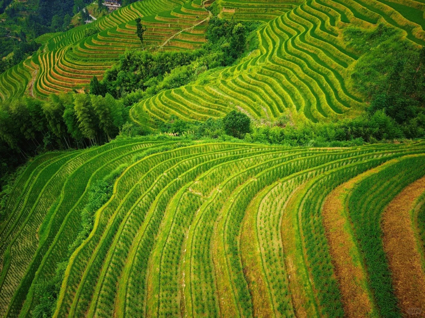 Terrazze di riso di Longsheng