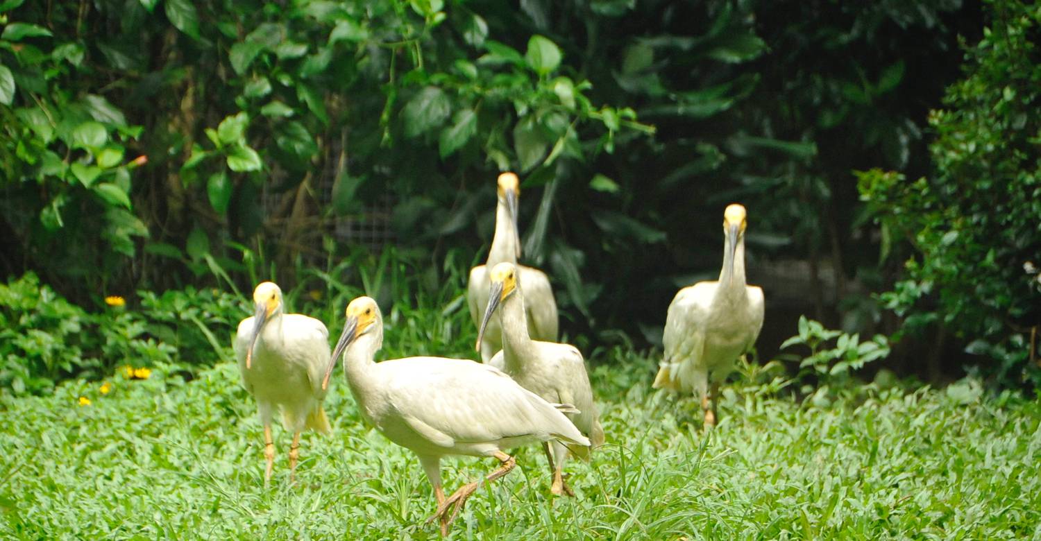 Crested Ibis