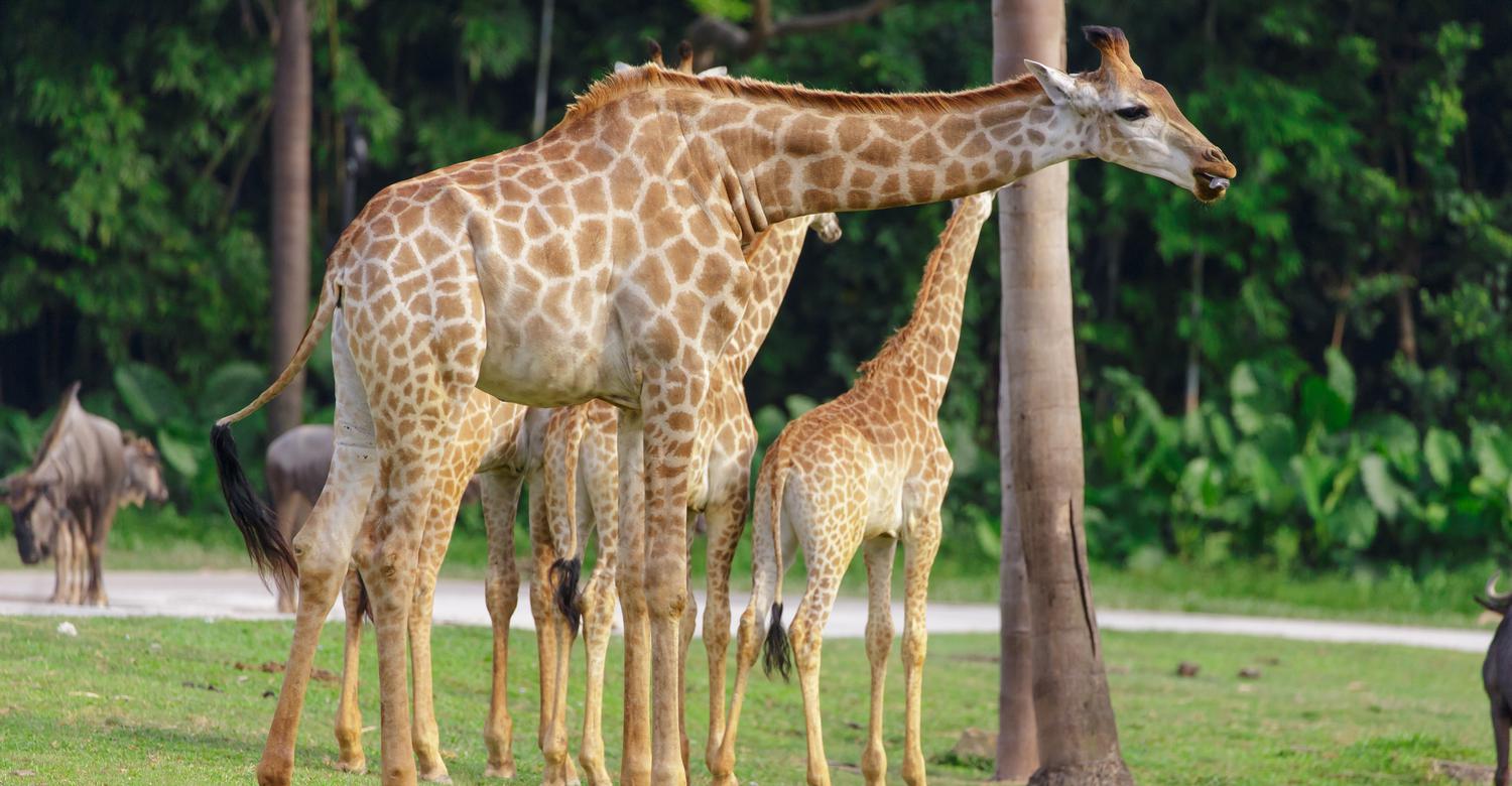 Giraffe Plaza