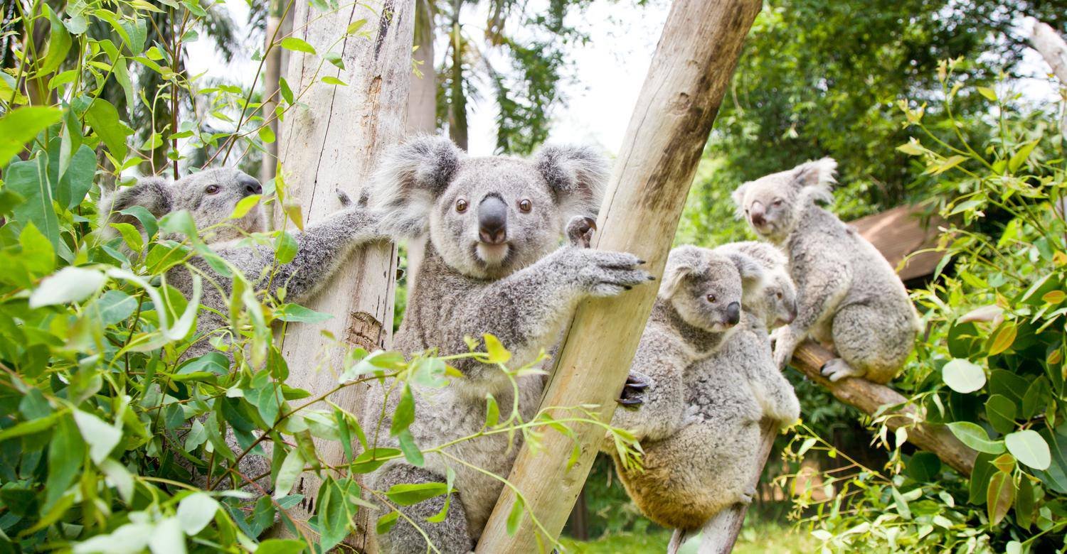 Koala garden