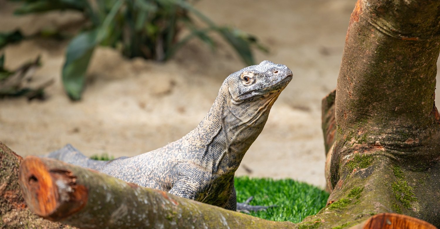 Komodo Dragon