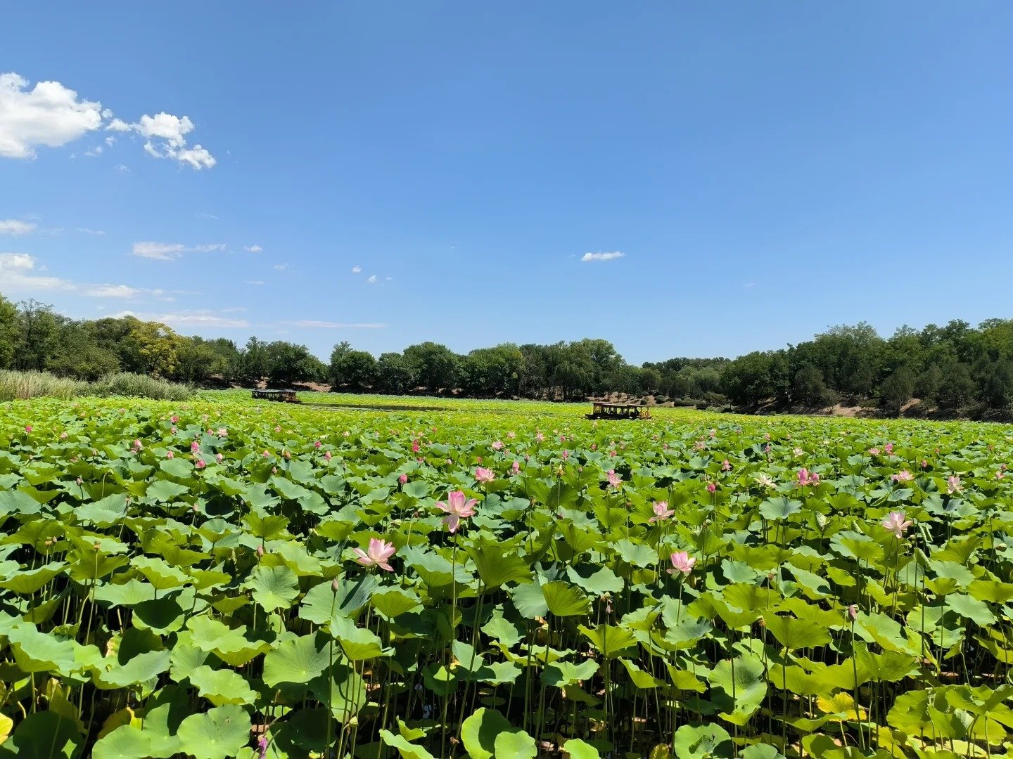 Ancien palais d'été Saison des lotus