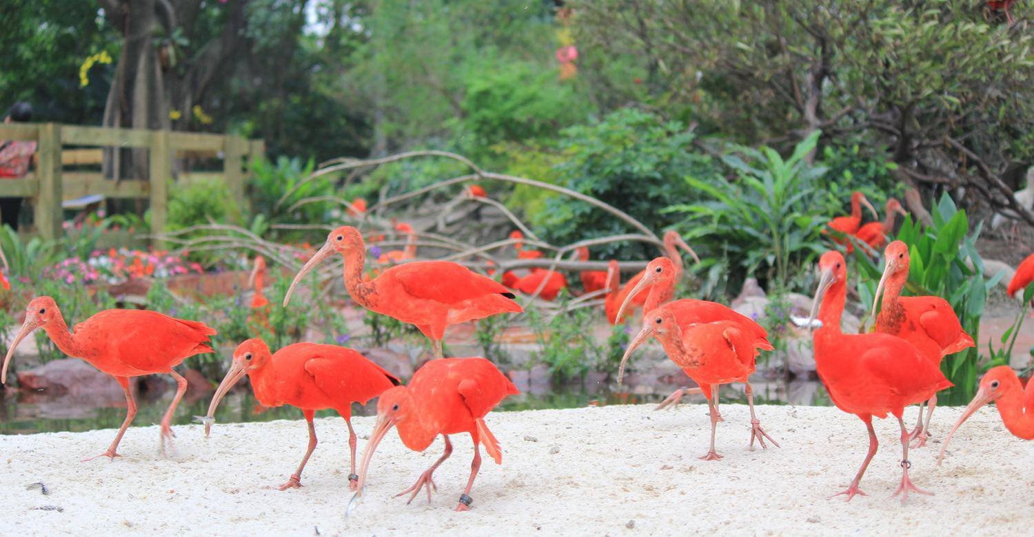 Scarlet Ibis