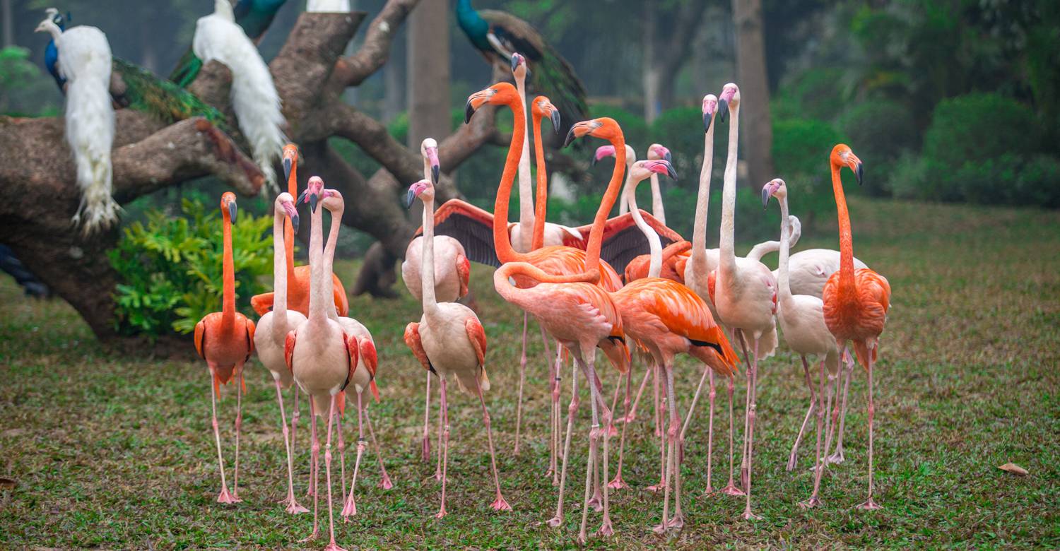flamingos