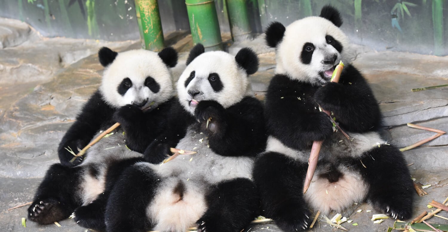 giant panda triplets