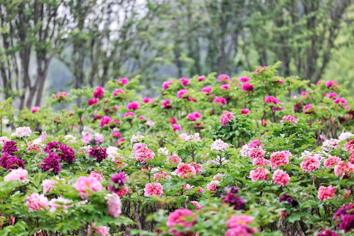 les pivoines de la salle Hanjing