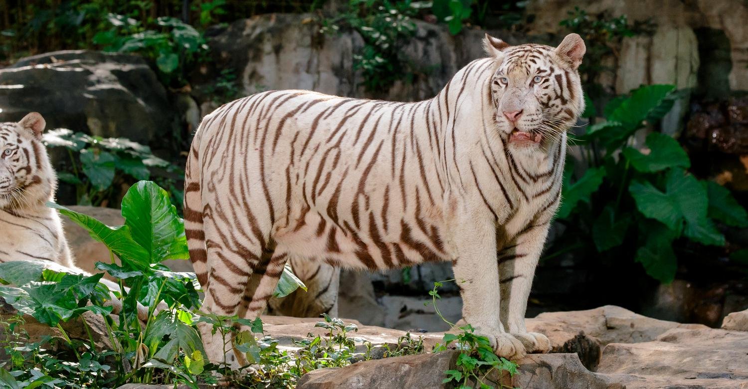 white tiger