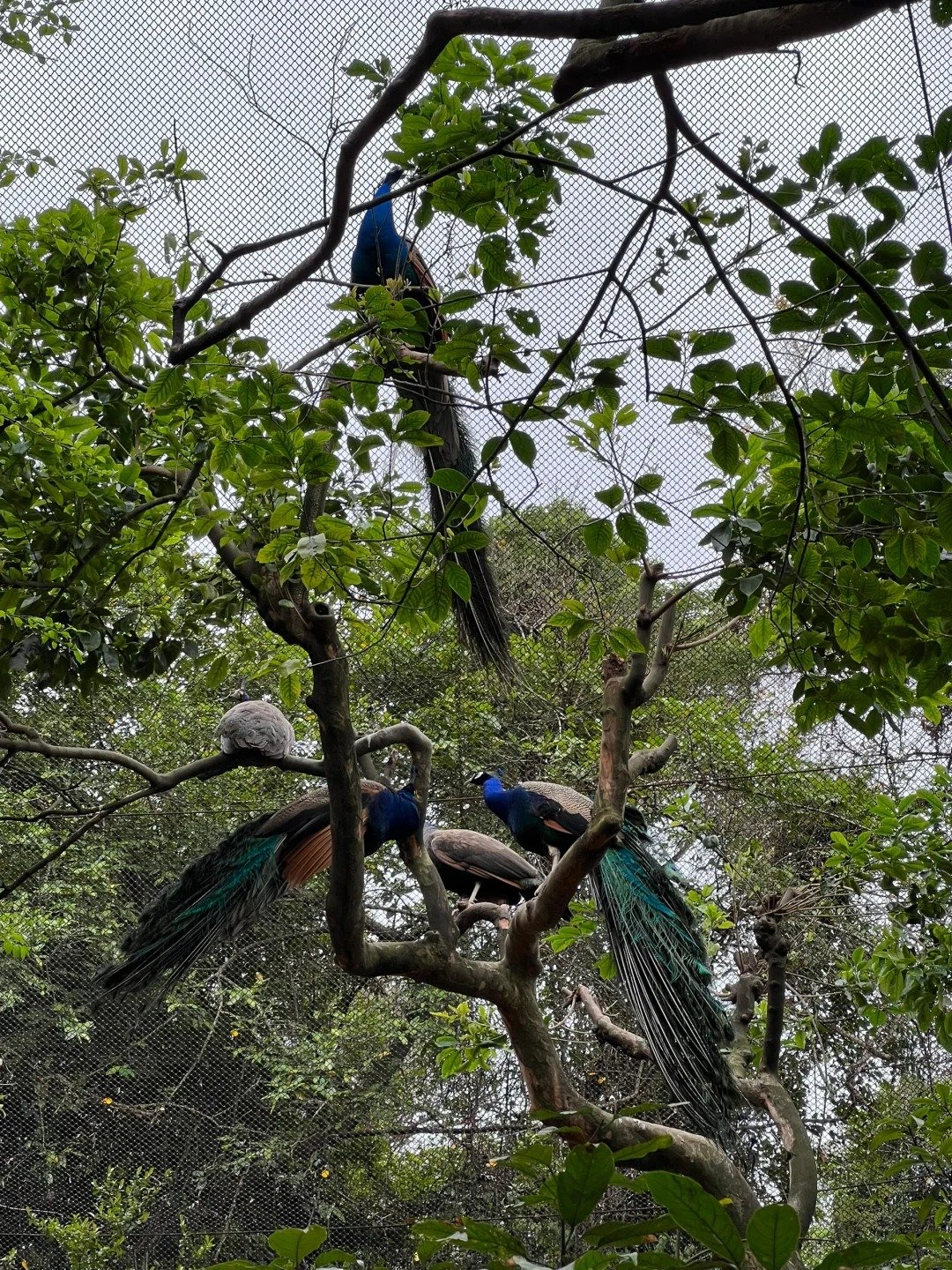 وادي مينغتشون