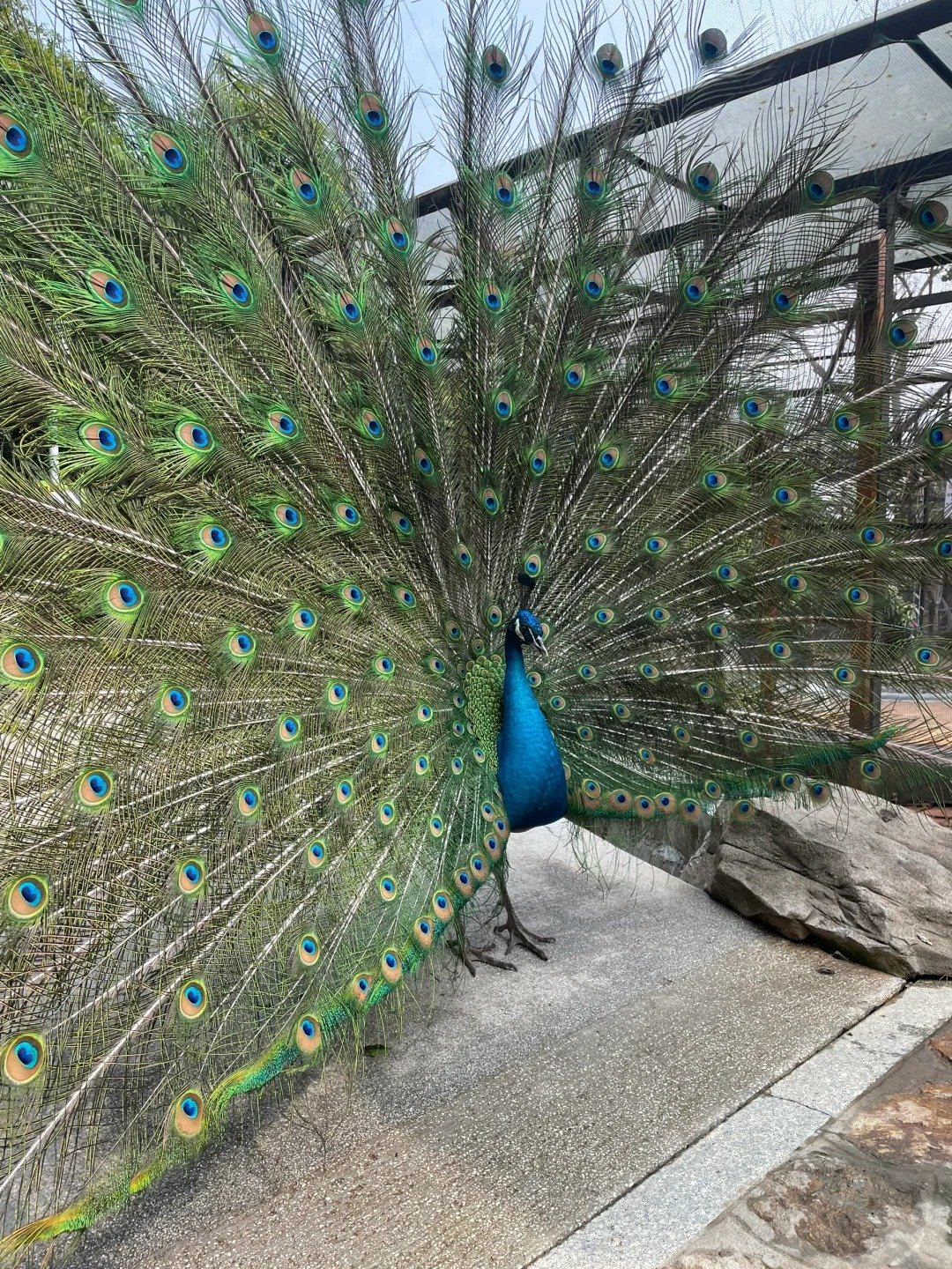 الطاووس في وادي مينغتشون