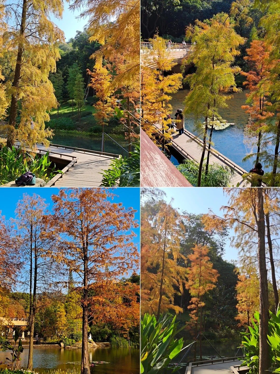 أشجار السرو الأصلع