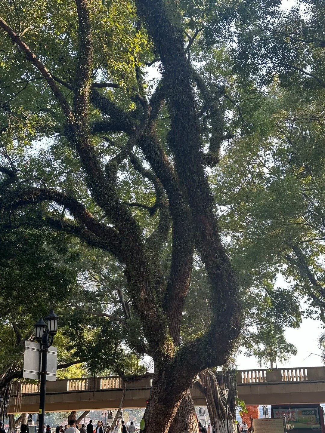 arbre banyans