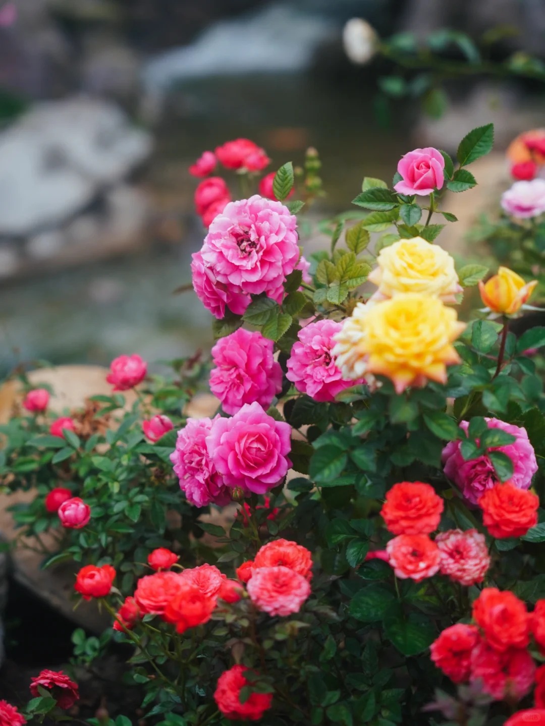 حديقة الورود