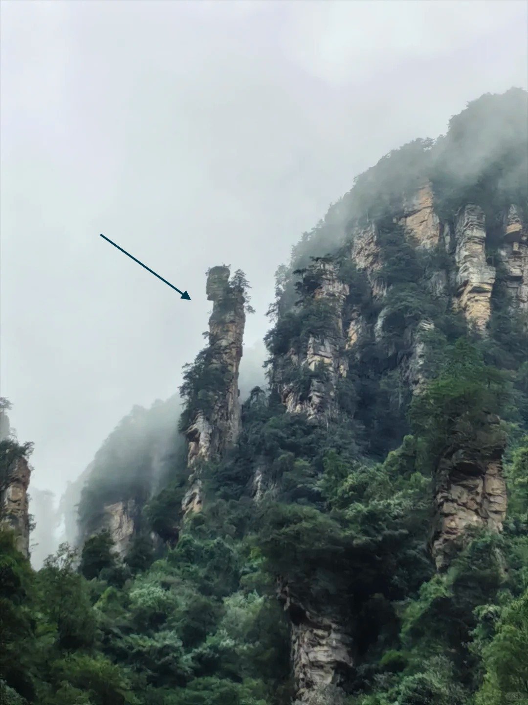 Herb Collecting Old Man