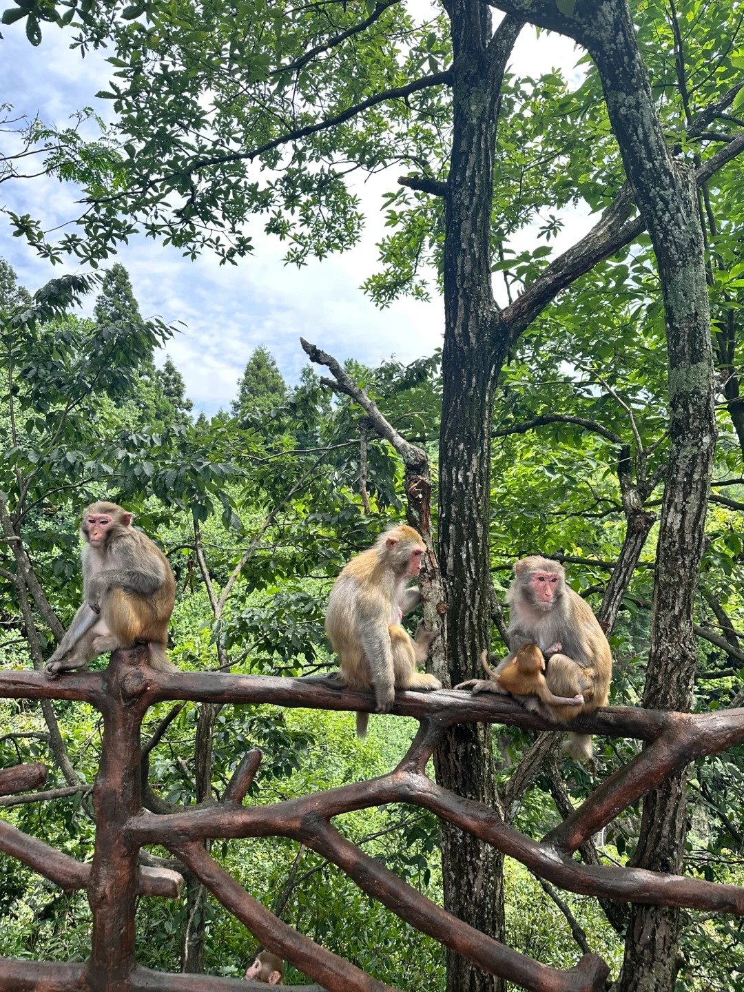 Monkeys in Zhangjiajie